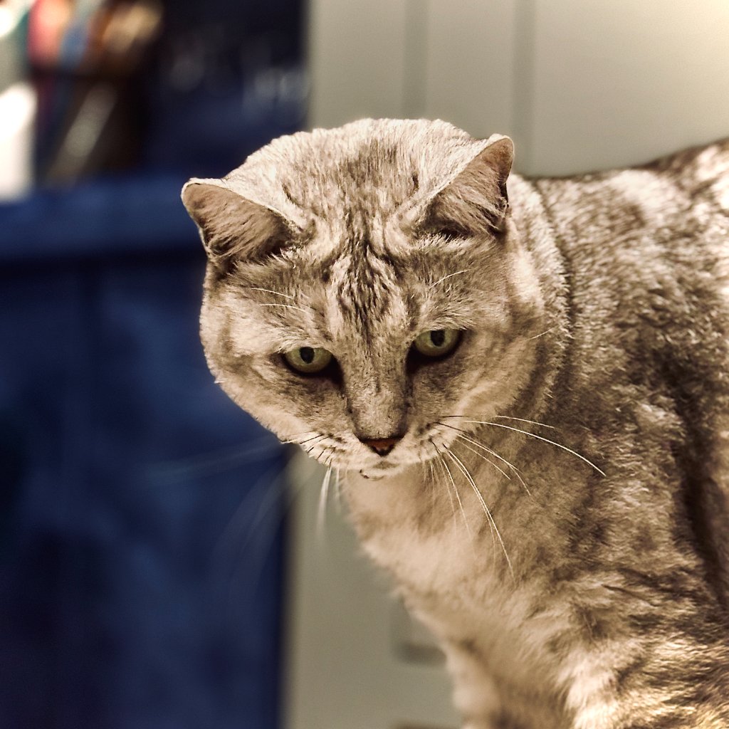 Cloud the cat