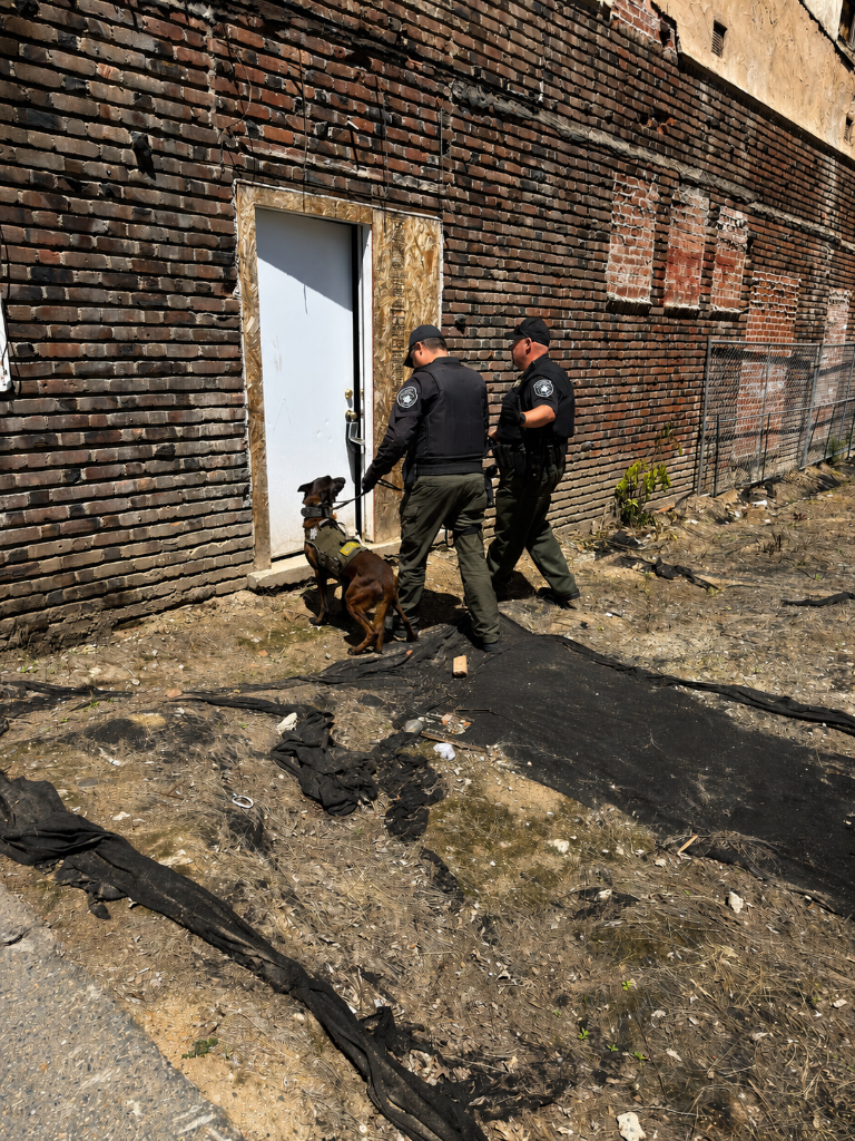 Canine Building Entry Sweep