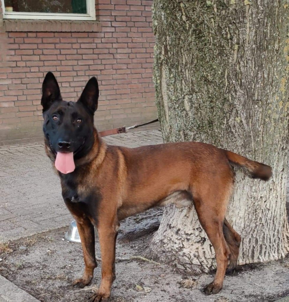 Handler & K9 — On-Site Readiness