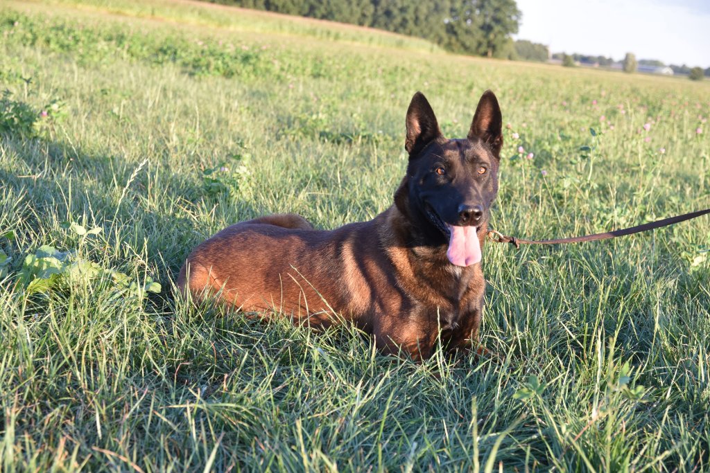 Field Patrol — Open Area
