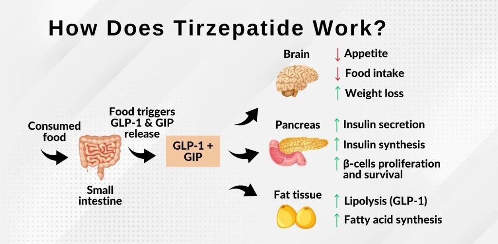 How Does Tirzepatide Work diagram showing mechanism of action