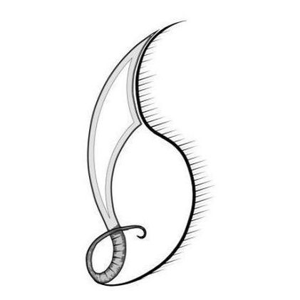 Scimitar Edge