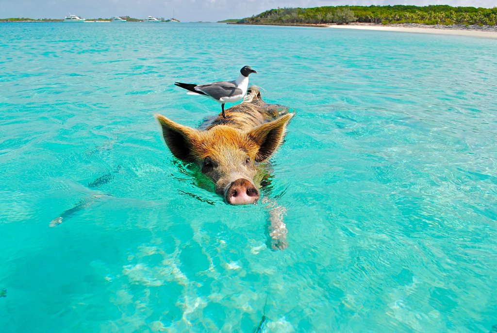 Bahamas