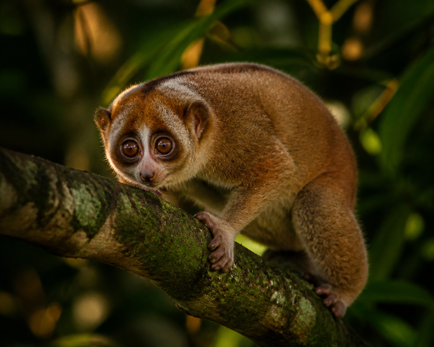 Our mascot — the slow loris