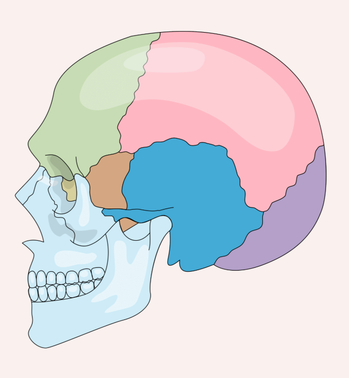 Skull anatomy