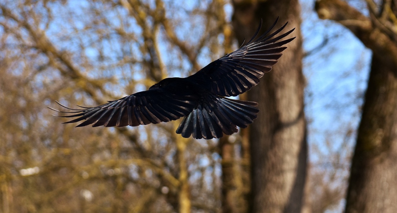 Raven