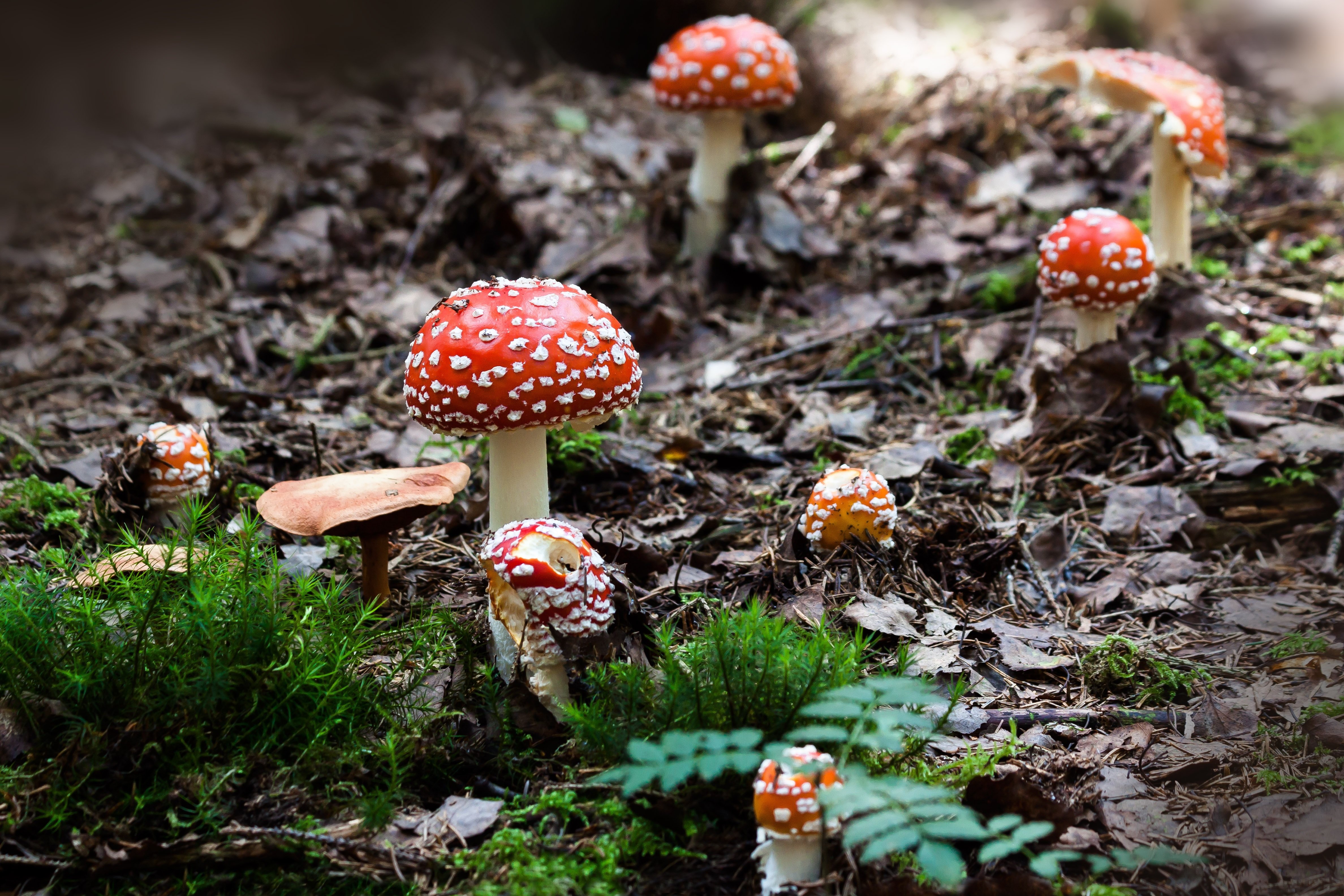 Fly Agaric