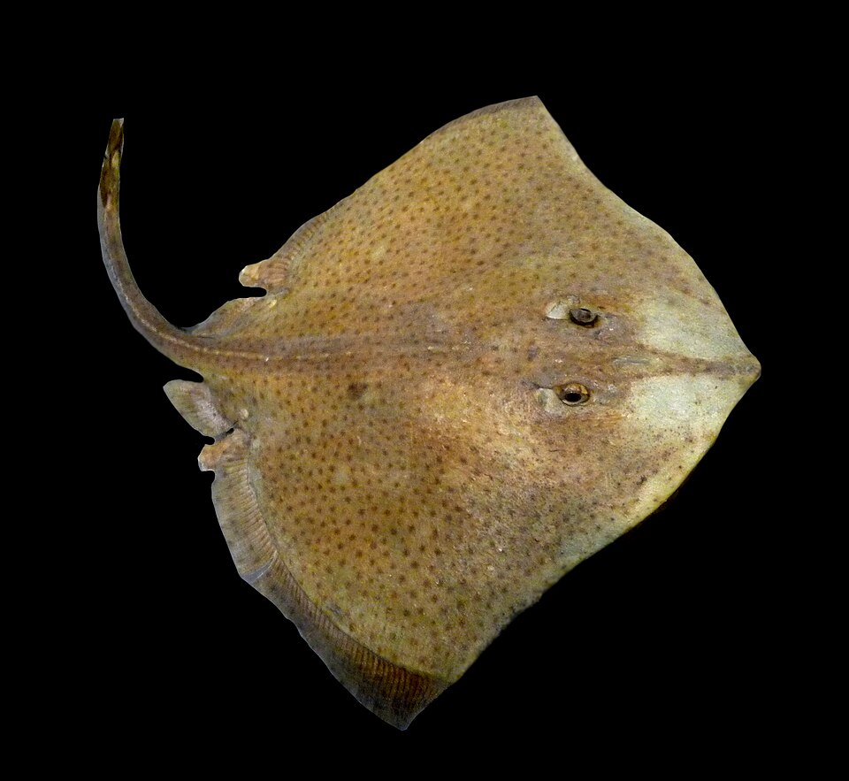 Blonde Ray