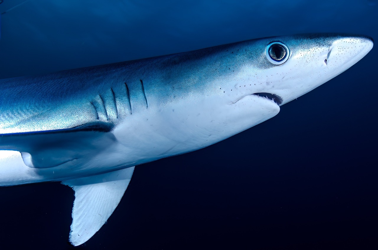 Blue Shark