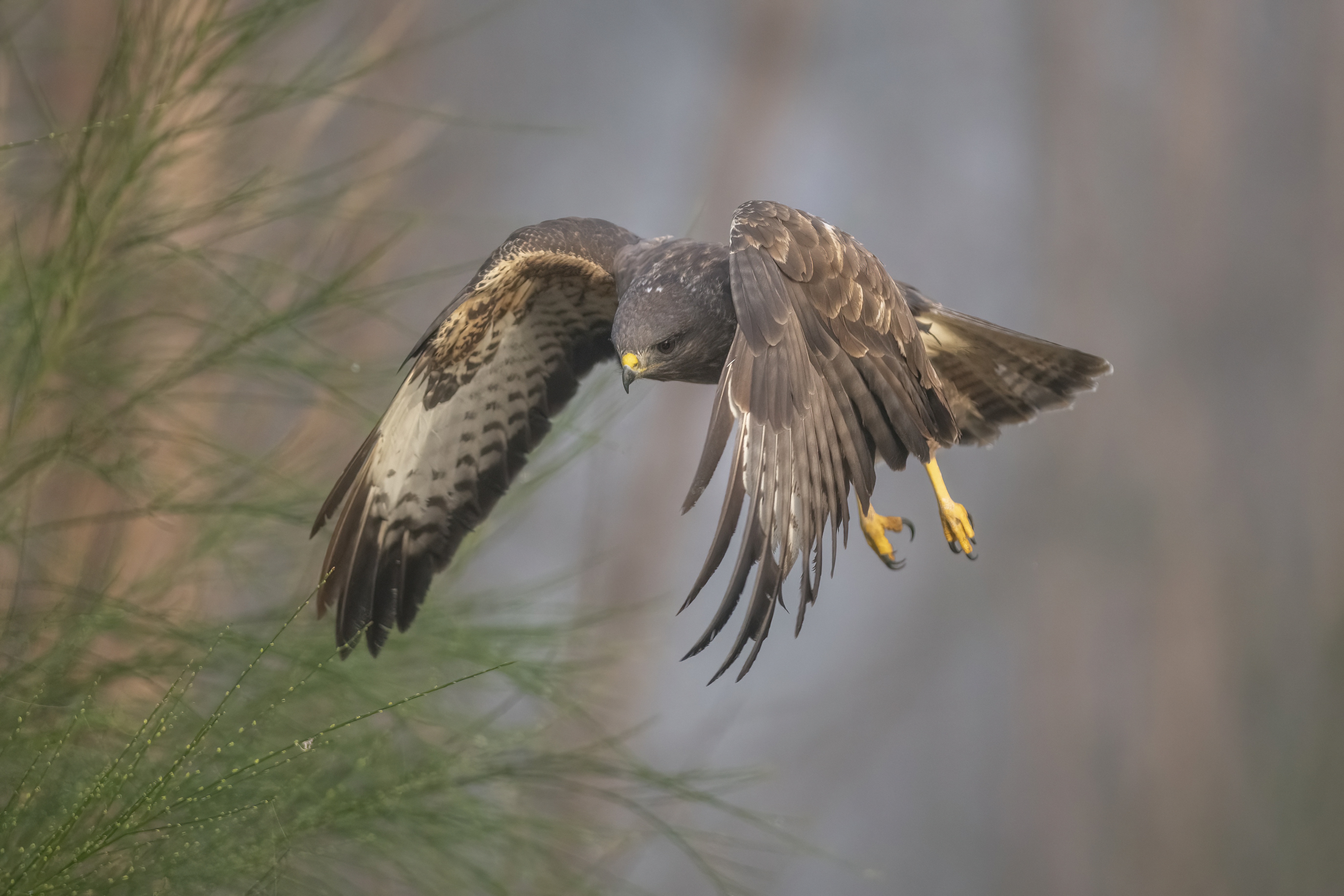 Common buzzard soaring on a thermal above a wooded valley on Dartmoor