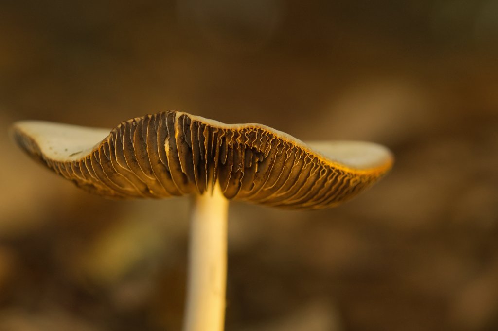 Fungi