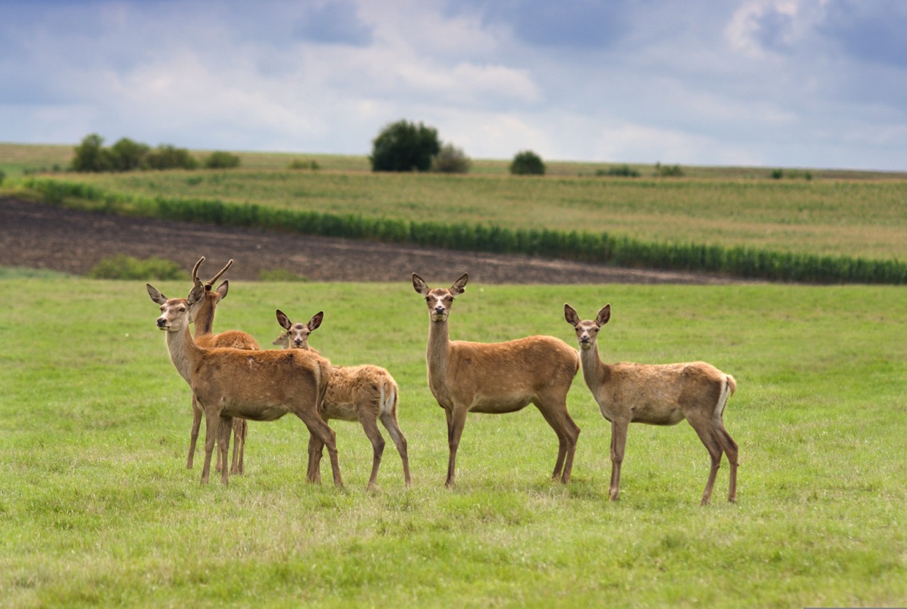 Where to See Deer on the Moors