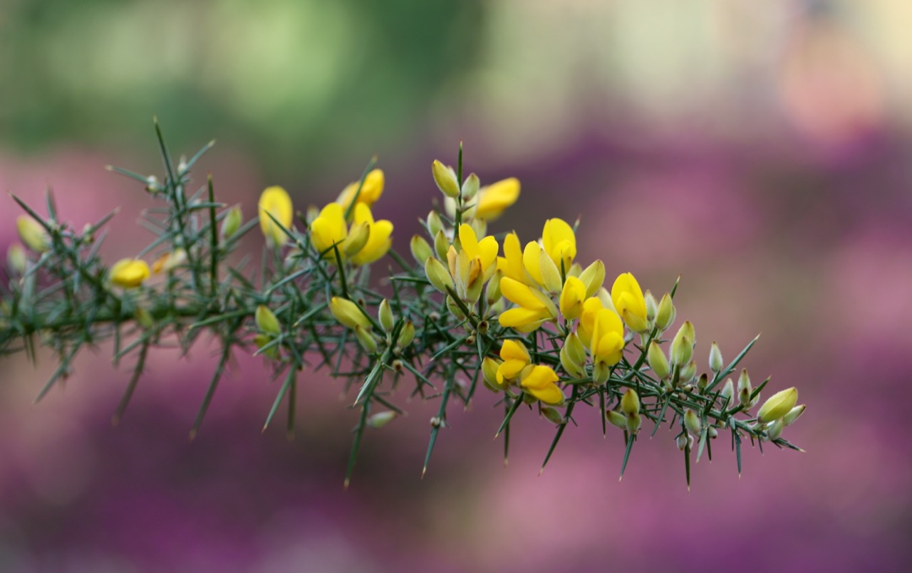 Gorse