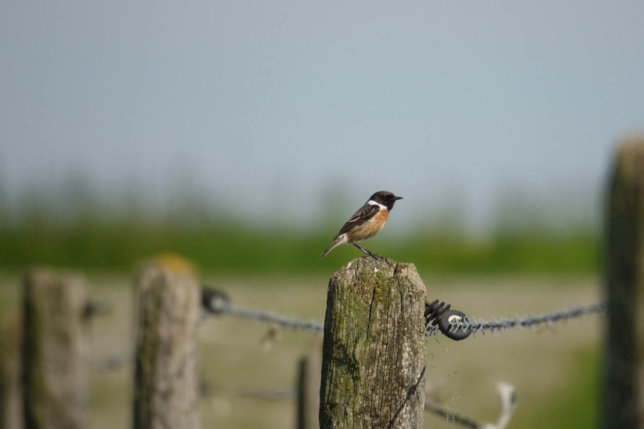 Stonechat