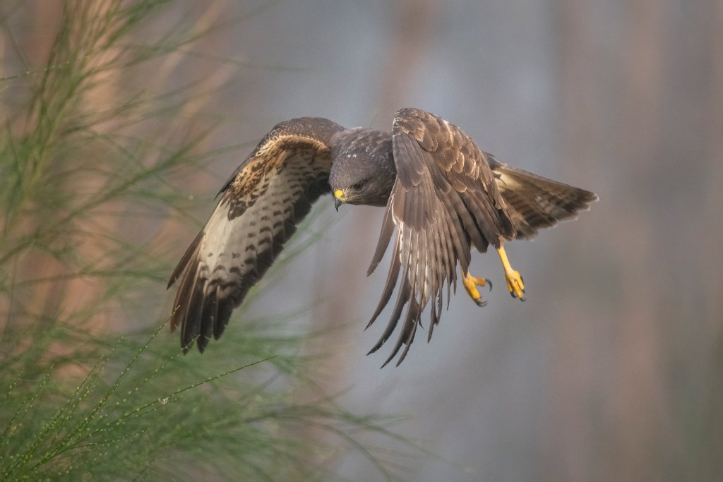 Buzzard
