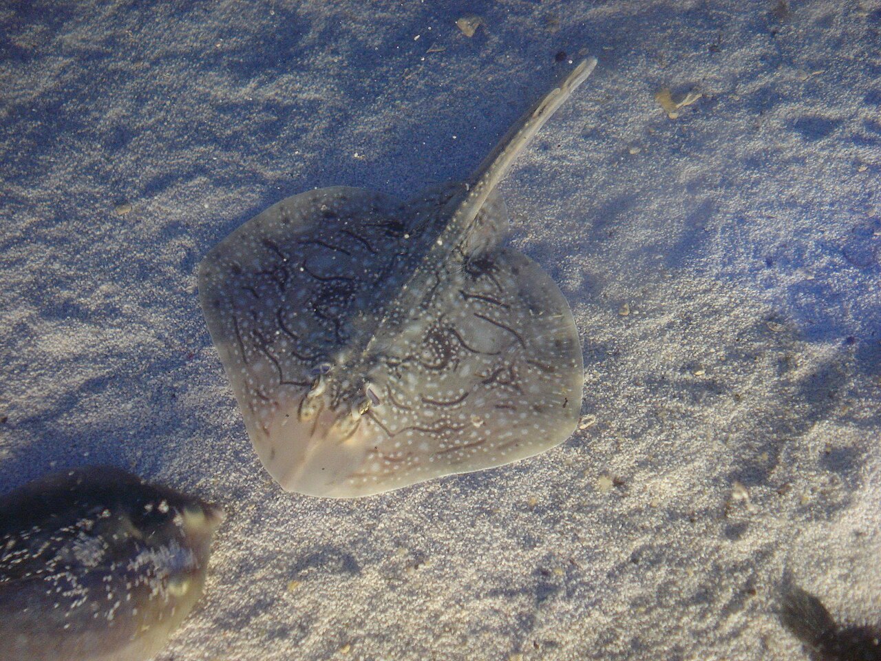 Undulate Ray