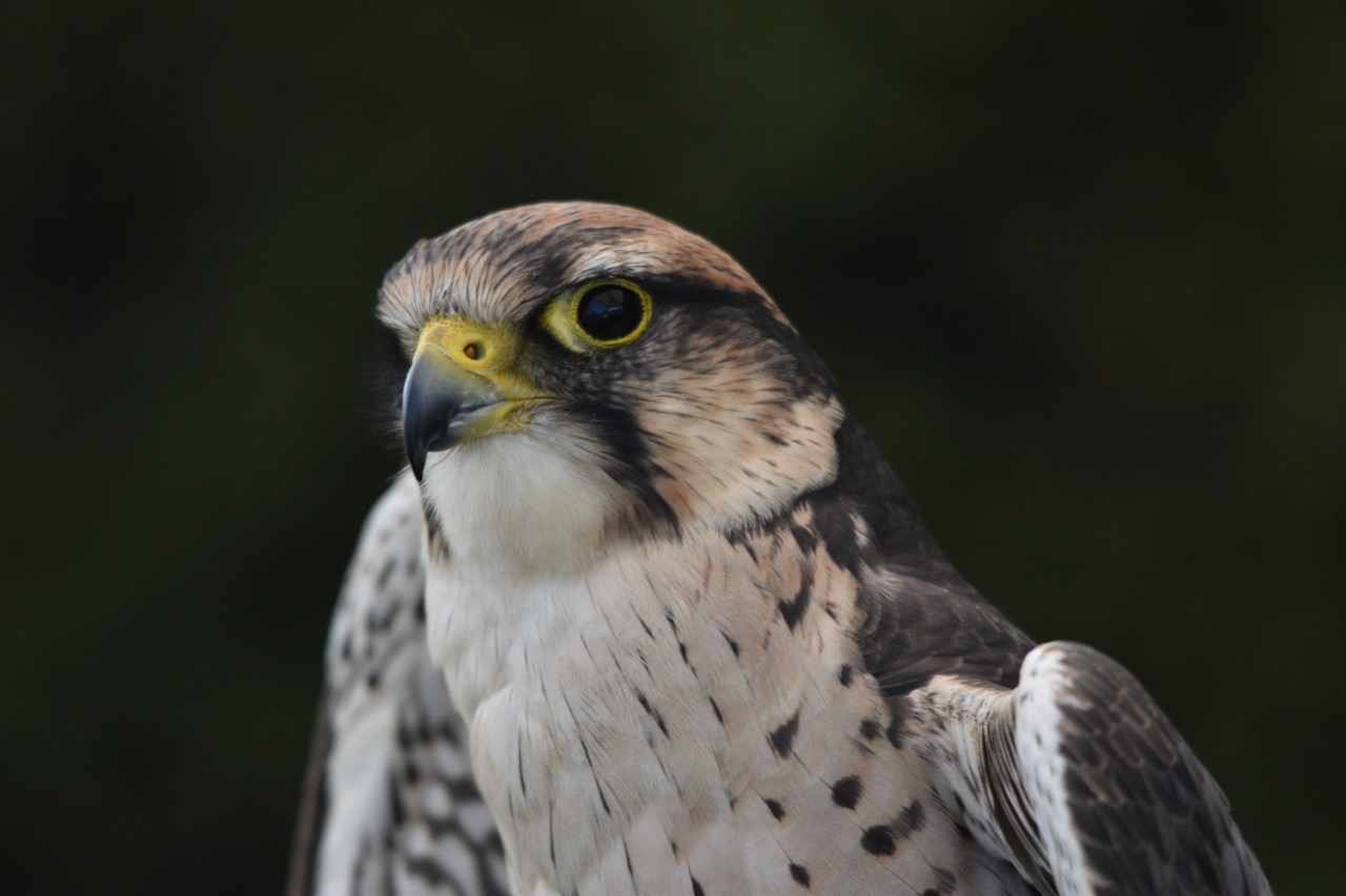 Peregrine Falcon