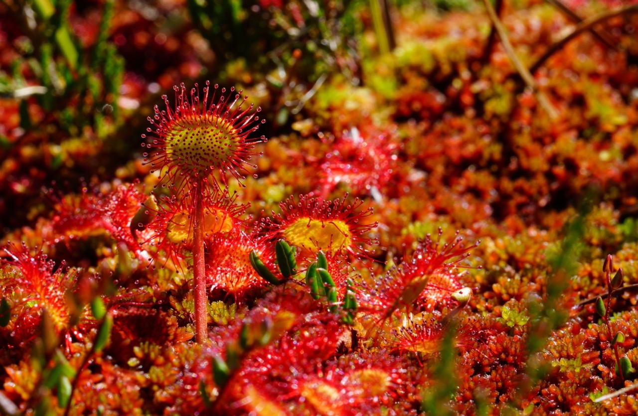 Sundew