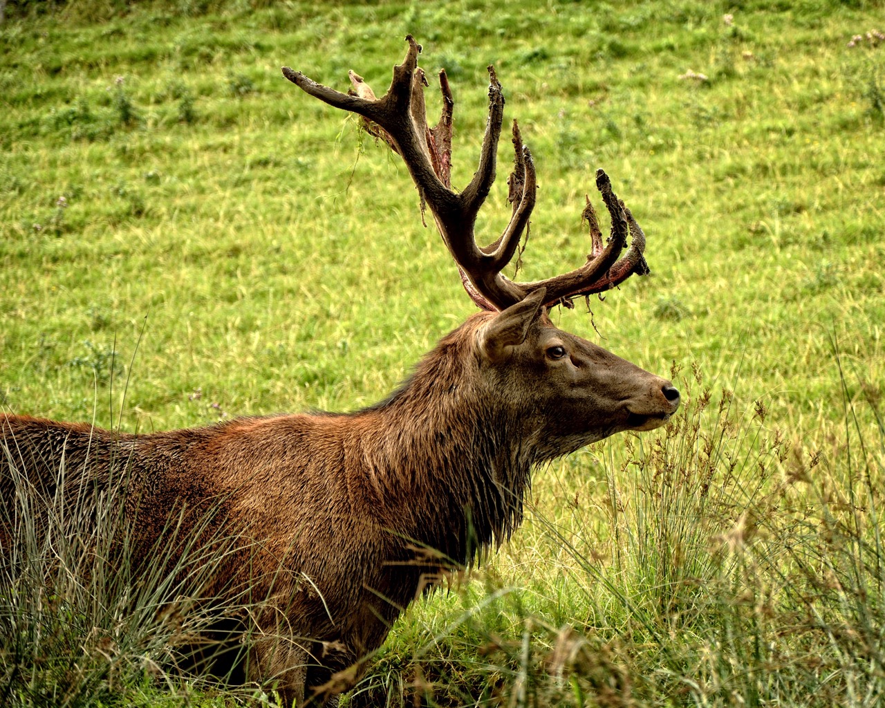 Red Deer