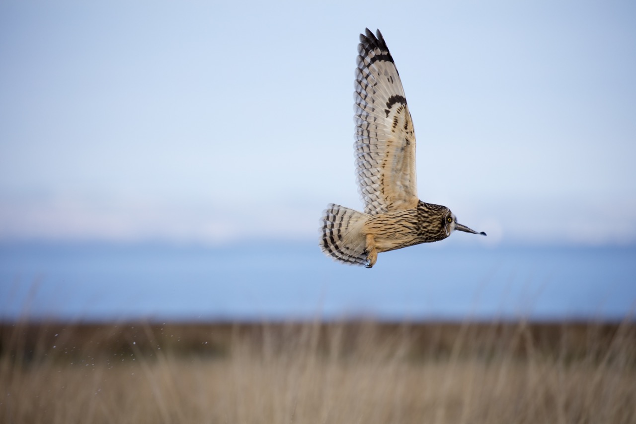 Short-eared Owl