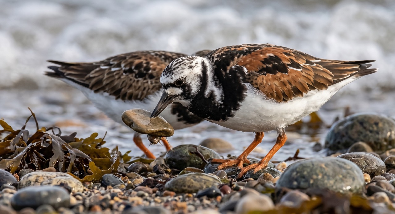 Turnstone