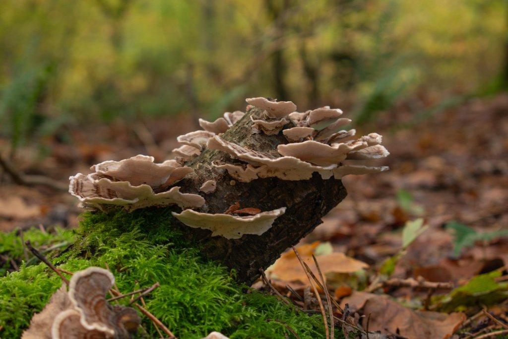 Fungi of the Moors