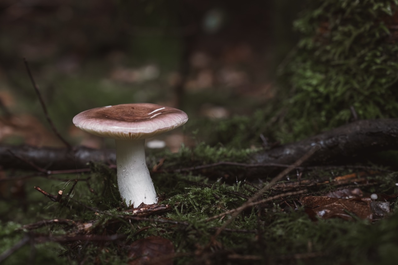 Moorland Fungi