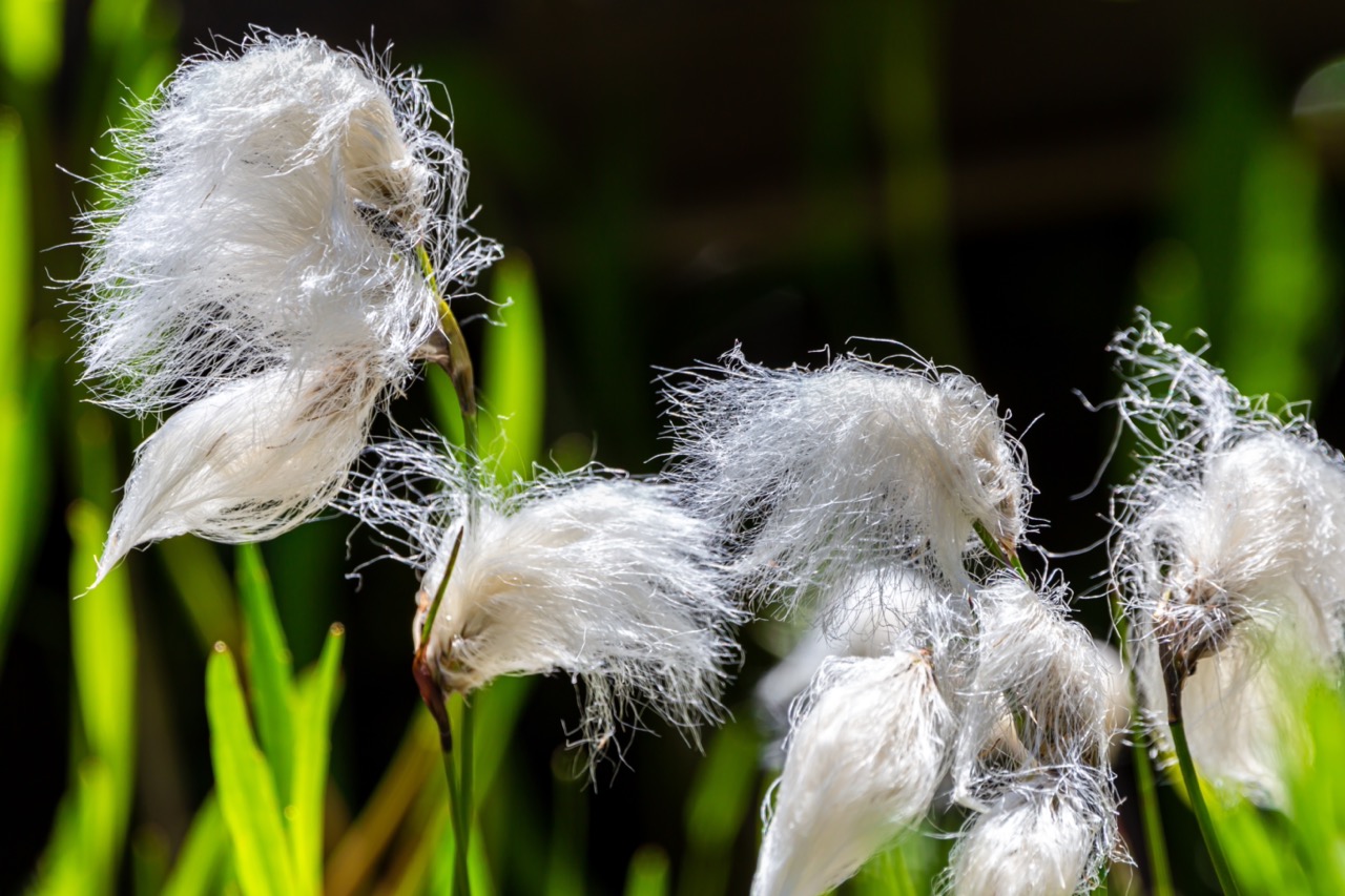 Cotton Grass