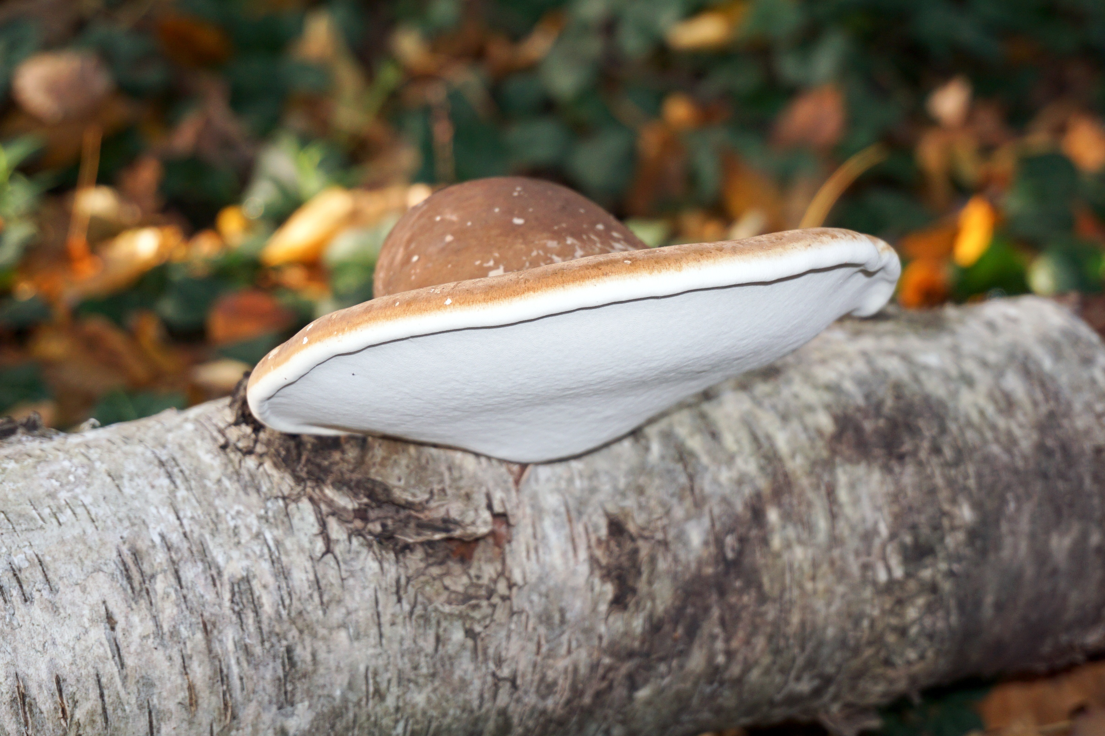 Birch Polypore
