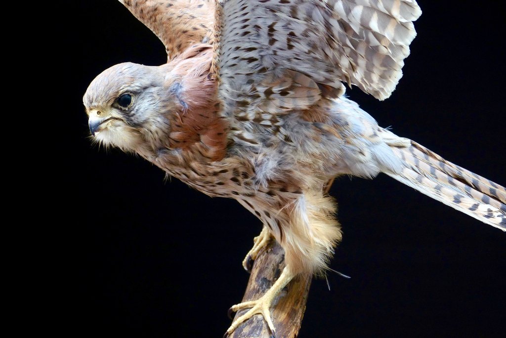Wildlife Across the Three Moors