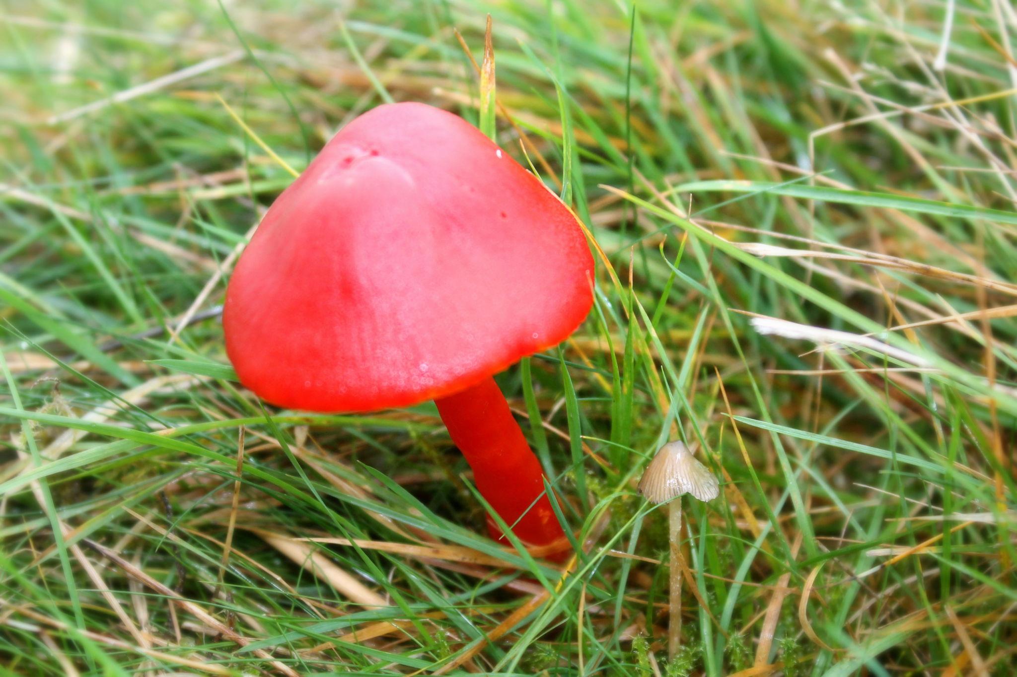 Scarlet Waxcap