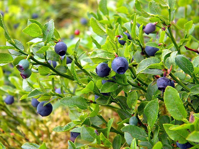 Bilberry