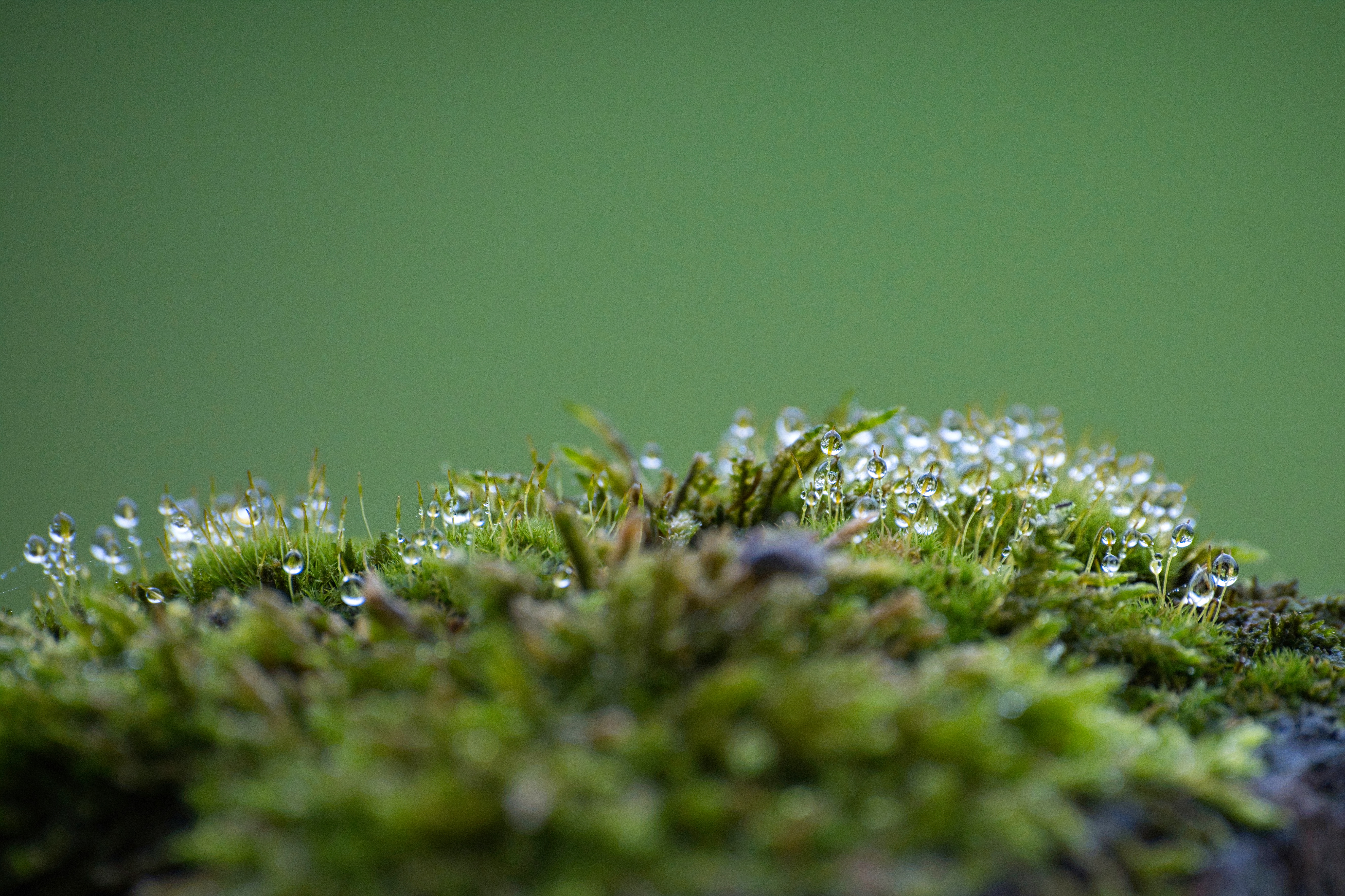 Sphagnum Moss
