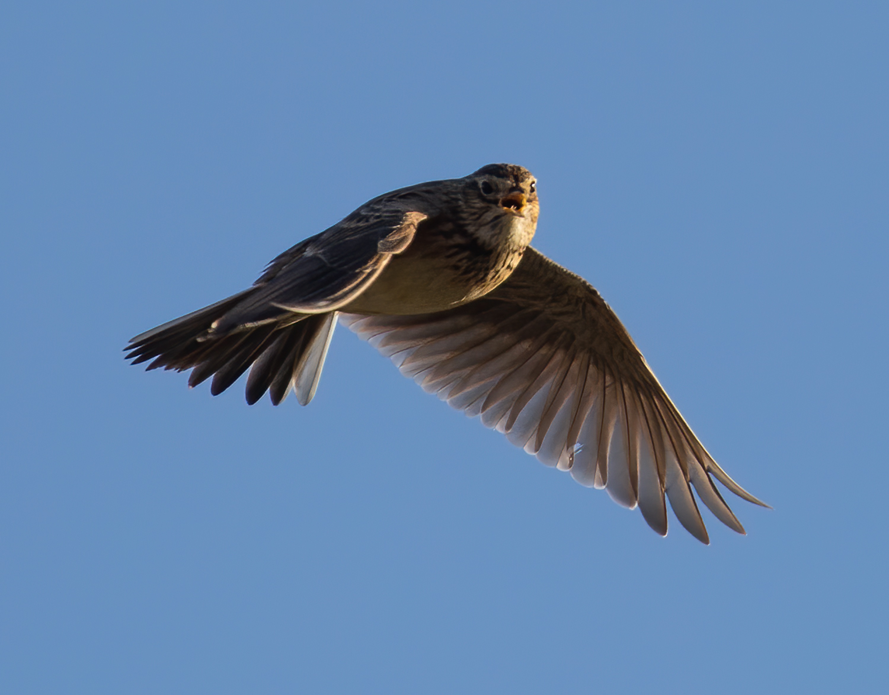 Skylark