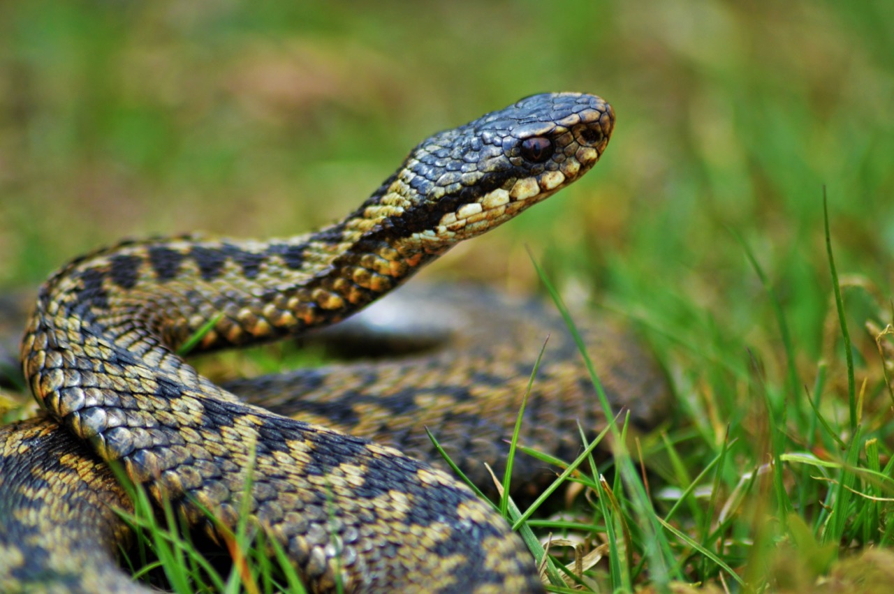 Adder