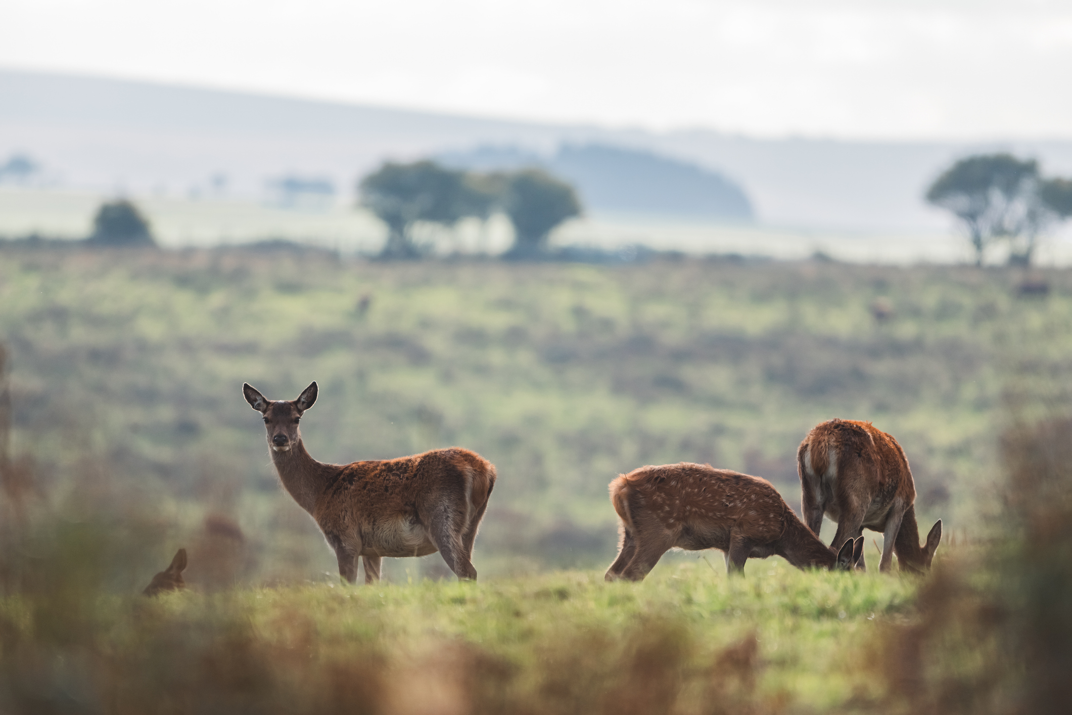 Red deer stag standing in Exmoor valley at dawn, antlers silhouetted against misty moorland