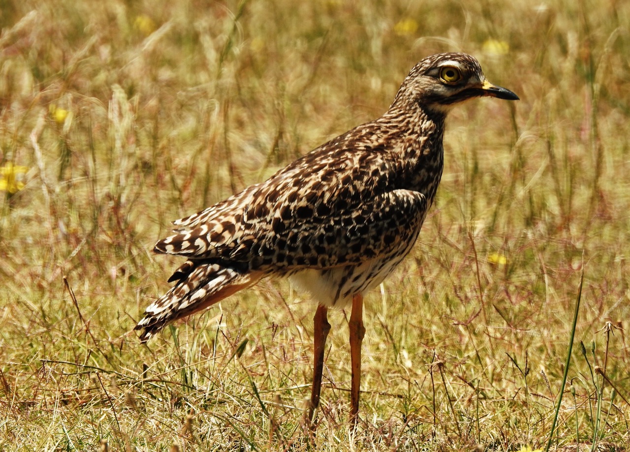 Curlew