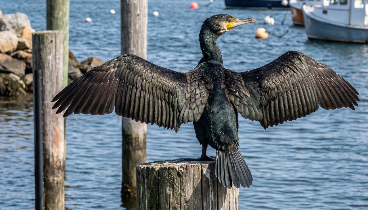 Cormorant
