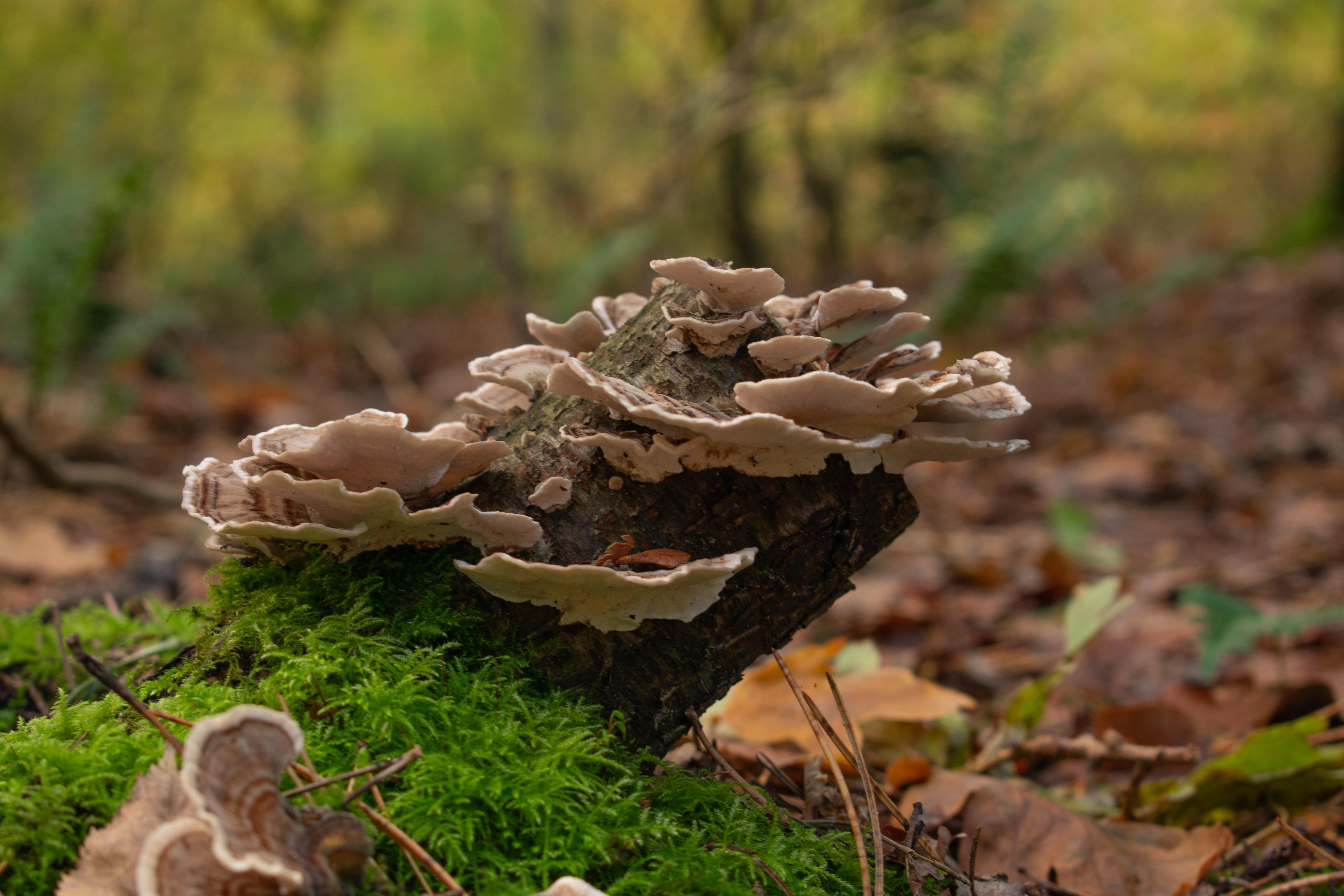 Turkey Tail