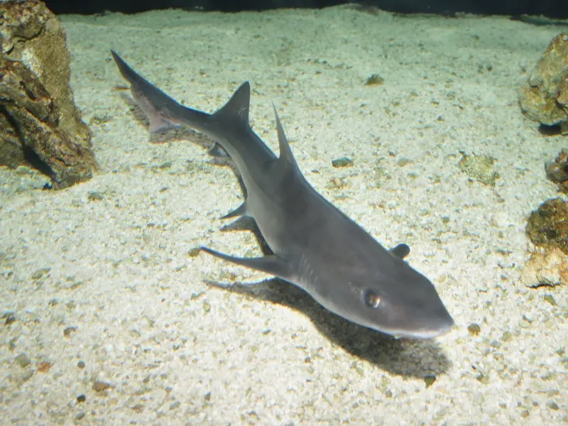 Smooth-hound Shark