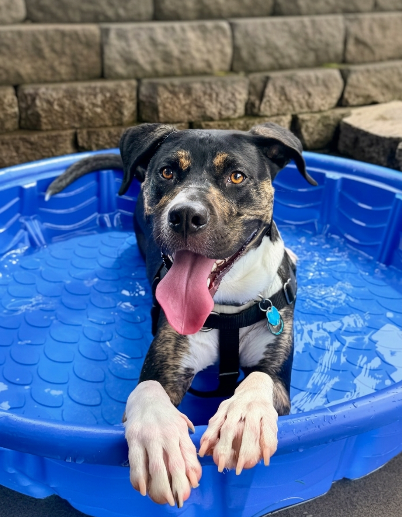 Moose smiling while standing in a blue backyard swimming pool