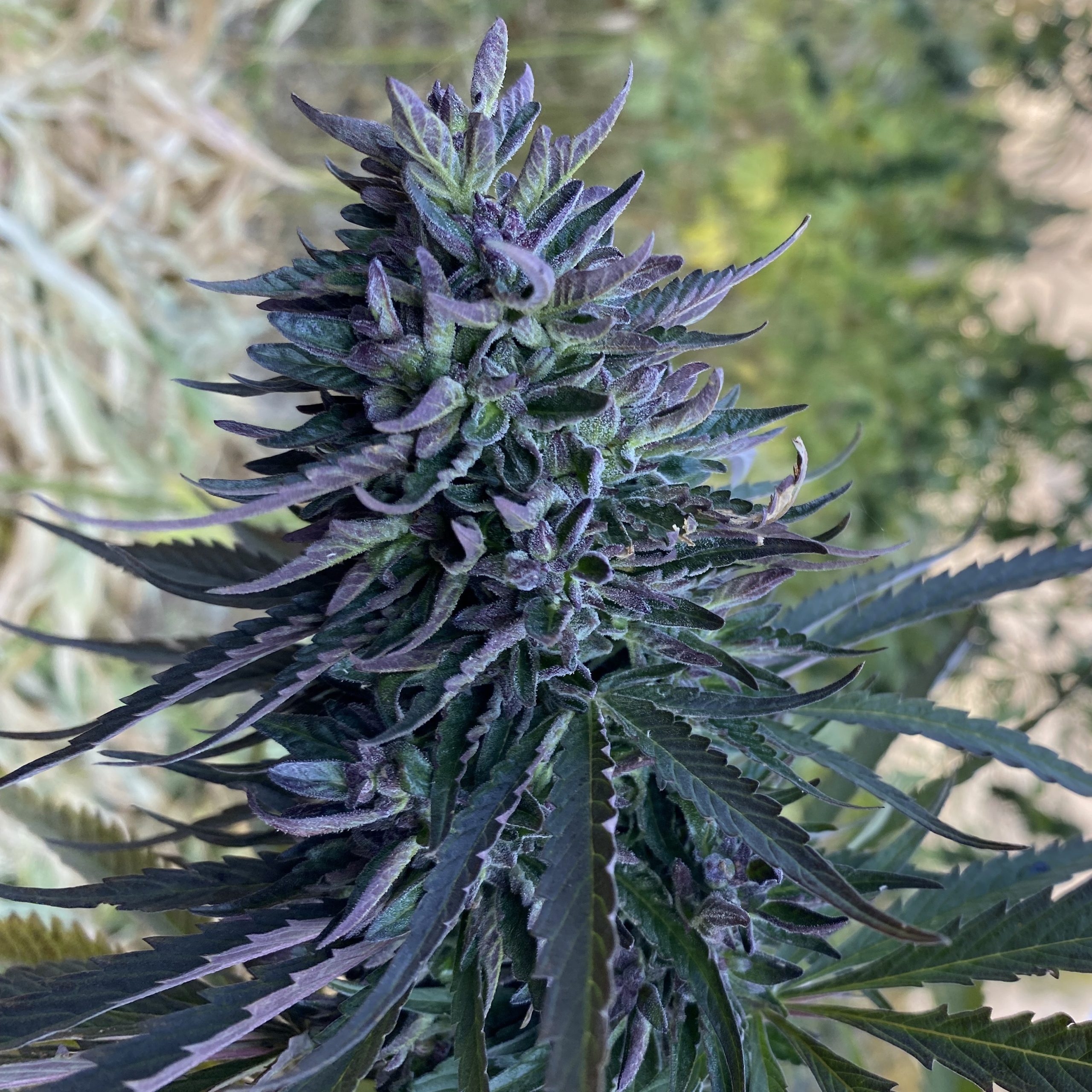 Mastuj Chitral Purple Apricot 