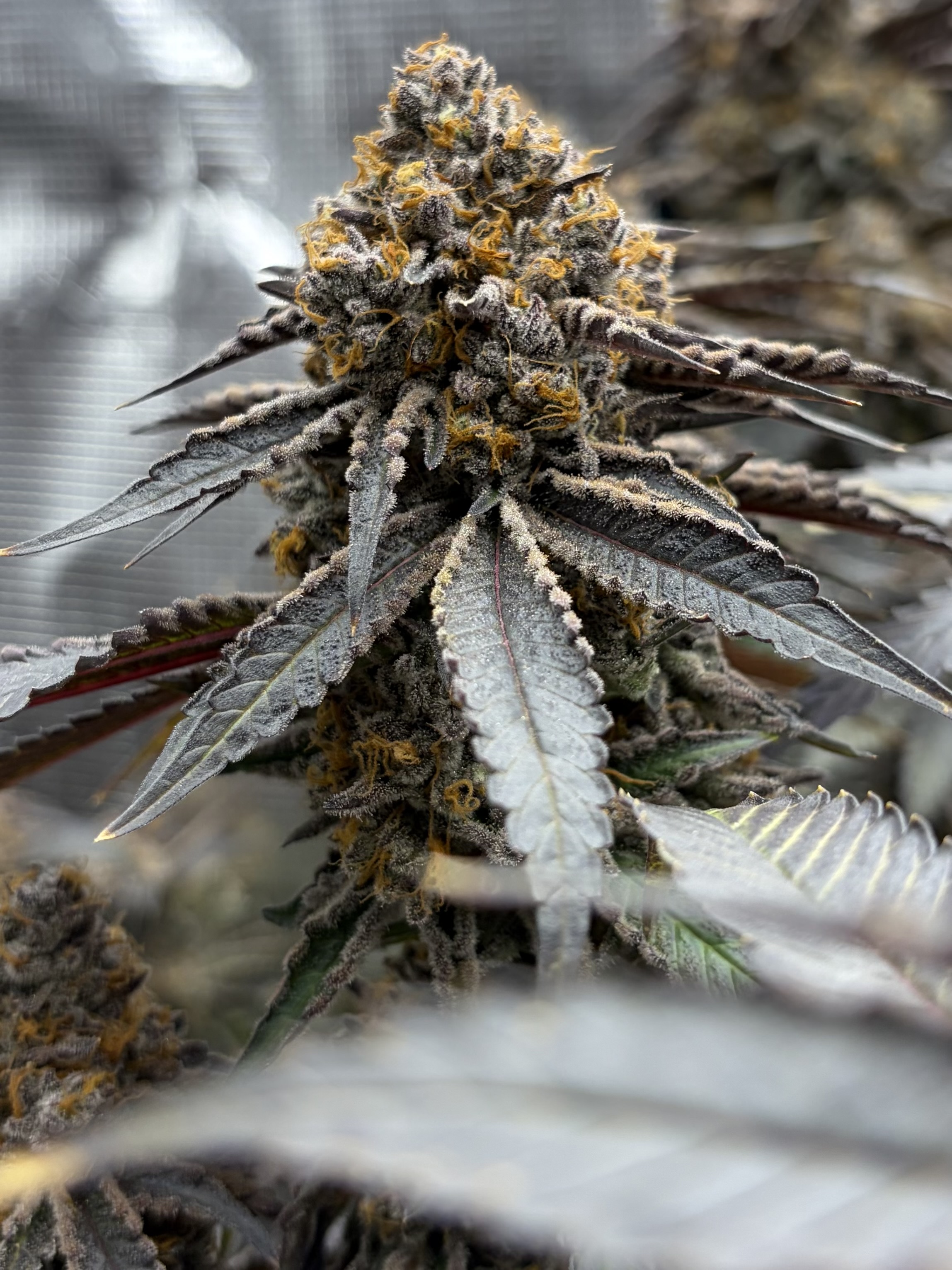 Madara (G Cut) by Skunk Devil Genetics