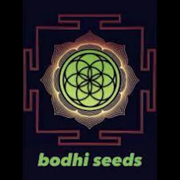 Bodhi Seeds