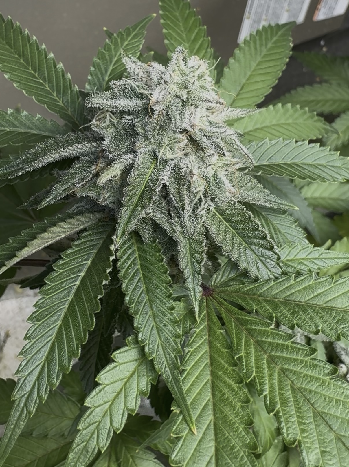 Attic Grow
