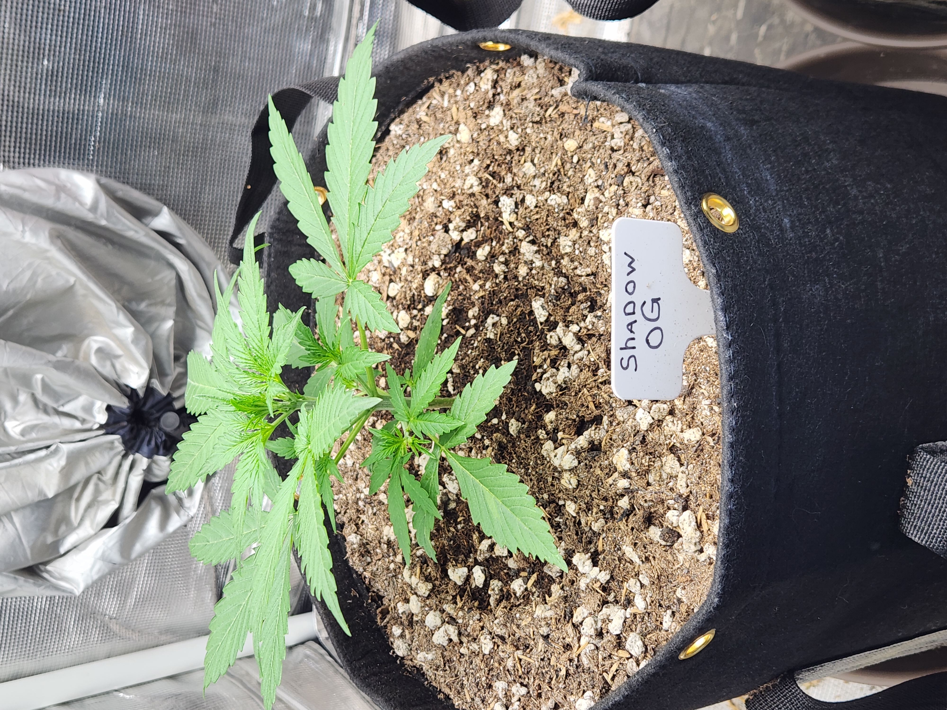 My Various grows