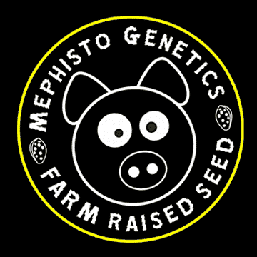 Mephisto Genetics
