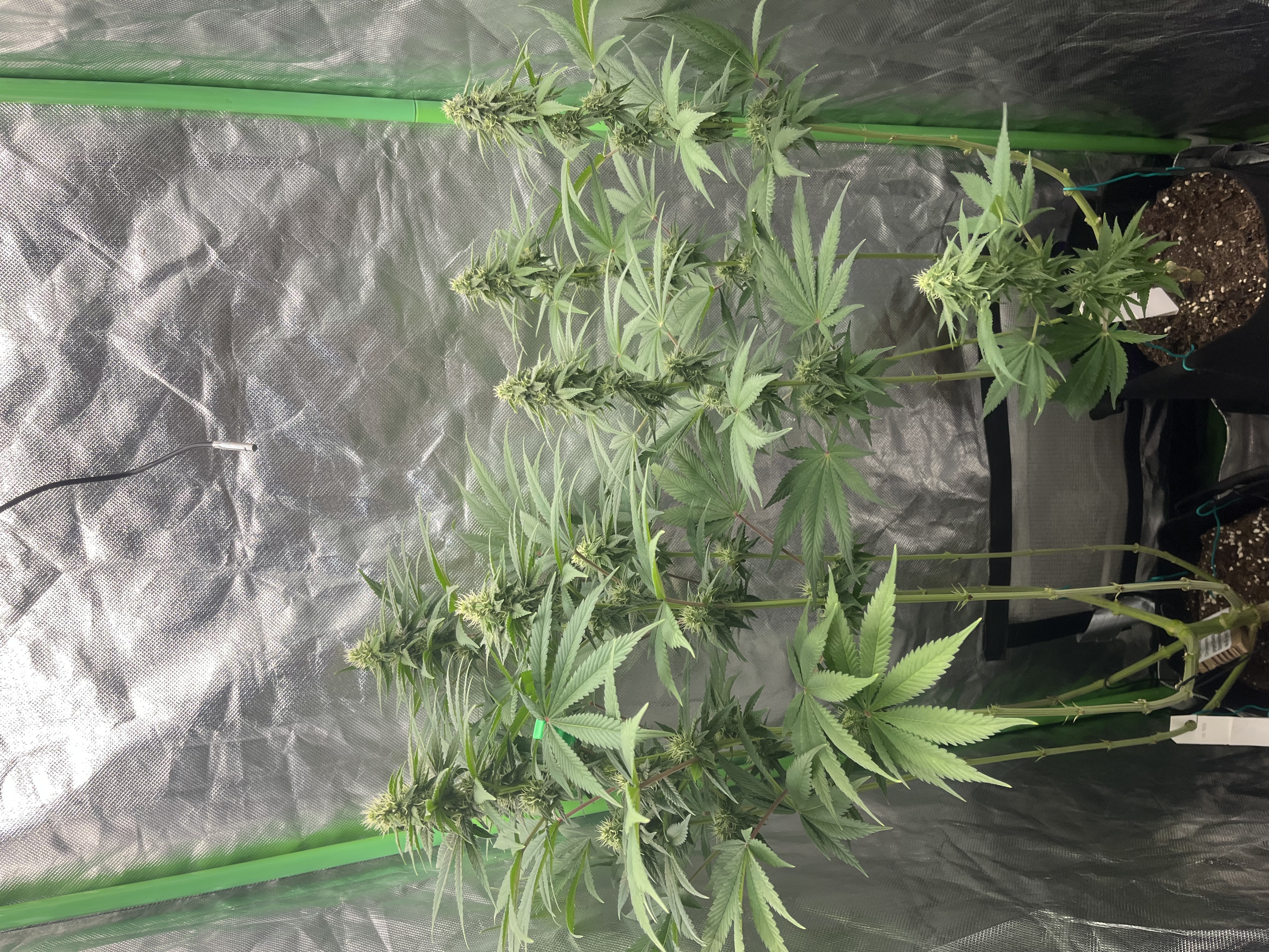 First Photoperiodic Grow