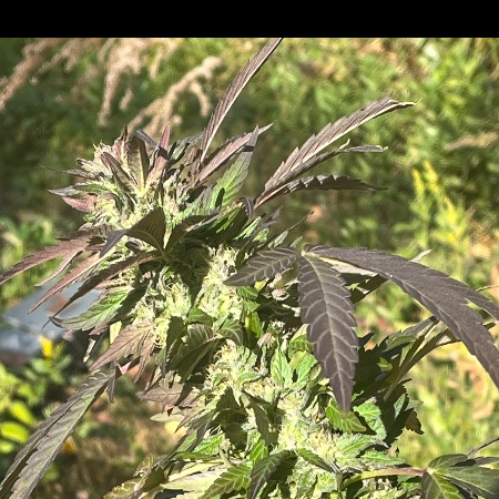 @Budsquisher
