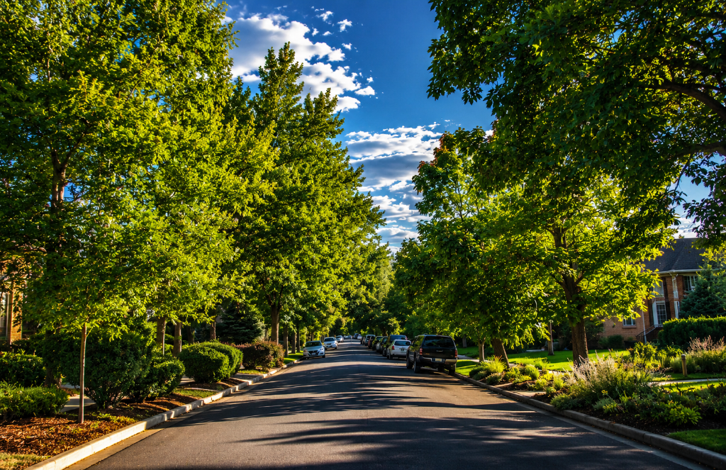 Cory-Merrill Denver — tree-lined residential street with mature canopy and Colorado blue sky